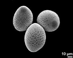 hydrated pollen grains