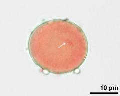 pollen grain with generative cell (arrow)