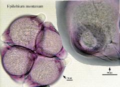 hydrated pollen