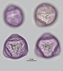 hydrated Pollen