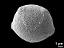 oblique view