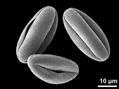 dry pollen grains