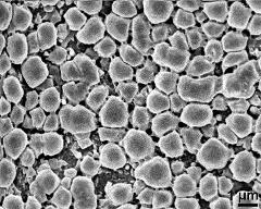 exine surface (distal pole)