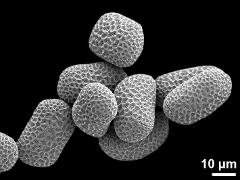 dry pollen grains