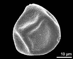 slightly oblique polar view of dry pollen grain