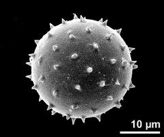 hydrated pollen grain