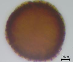 acetolyzed pollen