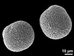 hydrated pollen grains