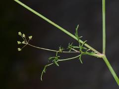 inflorescence(s)