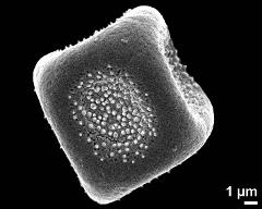 dry pollen grain