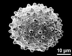 hydrated pollen grain