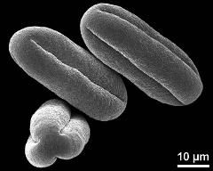 dry pollen grains