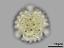 polar view,hydrated pollen