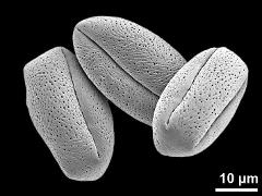 dry pollen grains