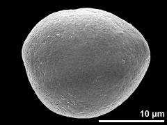 hydrated pollen grain