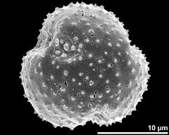 polar view (dry pollen grain)