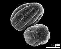 dry pollen grains