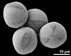 hydrated pollen grains