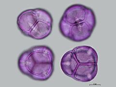 hydrated pollen