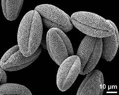 dry pollen grains