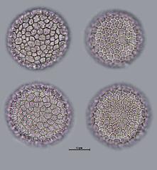 hydrated pollen
