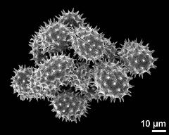 dry pollen grains