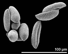 dry pollen grains