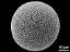 hydrated pollen