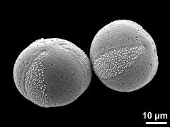 hydrated pollen grains