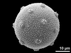 hydrated pollen grain