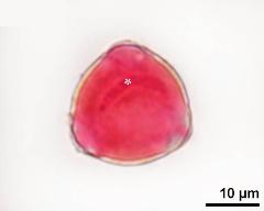 pollen grain with generative cell