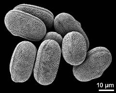 dry pollen grains