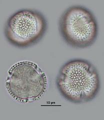 hydrated pollen