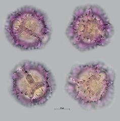 hydrated pollen