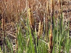 aspect of Carex elata