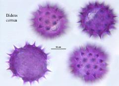 hydrated pollen