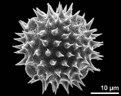 polar view (4-colporate pollen grain)