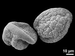 dry pollen grains