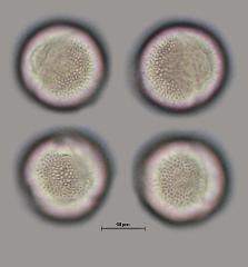 hydrated pollen