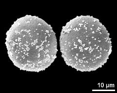 hydrated pollen grains