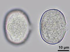 hydrated pollen,equatorial view