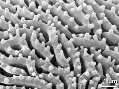 exine surface