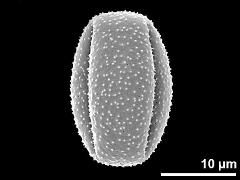 dry pollen grain (equatorial view)