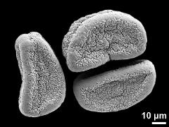 dry pollen grains