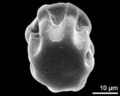 polar view (dry pollen grain)