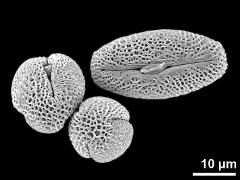 dry pollen grains