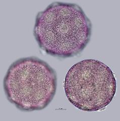 hydrated Pollen