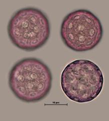 hydrated pollen