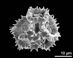 dry pollen grain