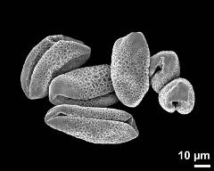 dry pollen grains